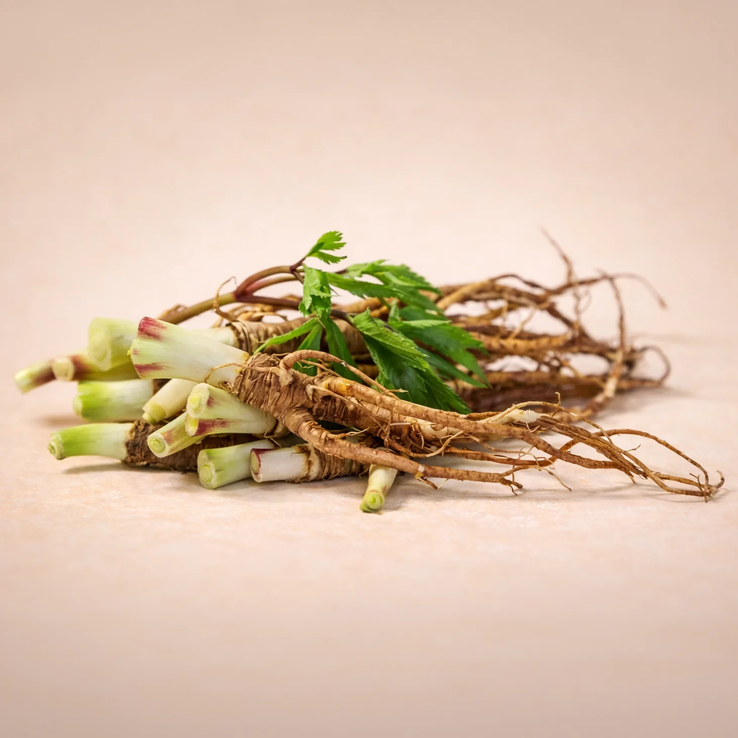 אנג'ליקה סינית